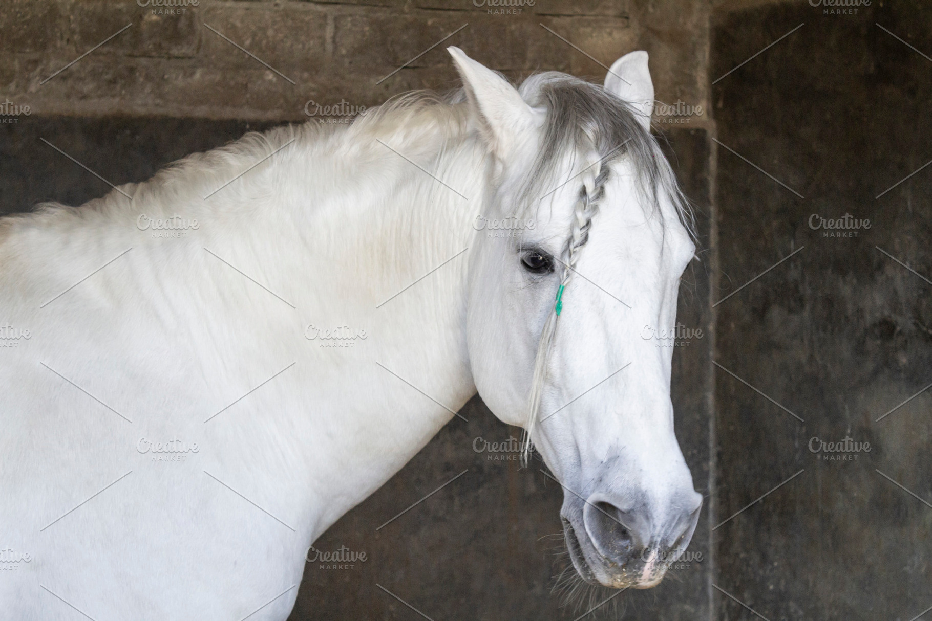 beautiful thoroughbred white horse., an Animal Photo by Mexico stock images