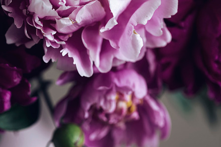 Peonies containing peony, pink, and flower, a Nature Photo by OlgaPilnik