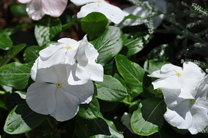 Wedding flowers stock picture