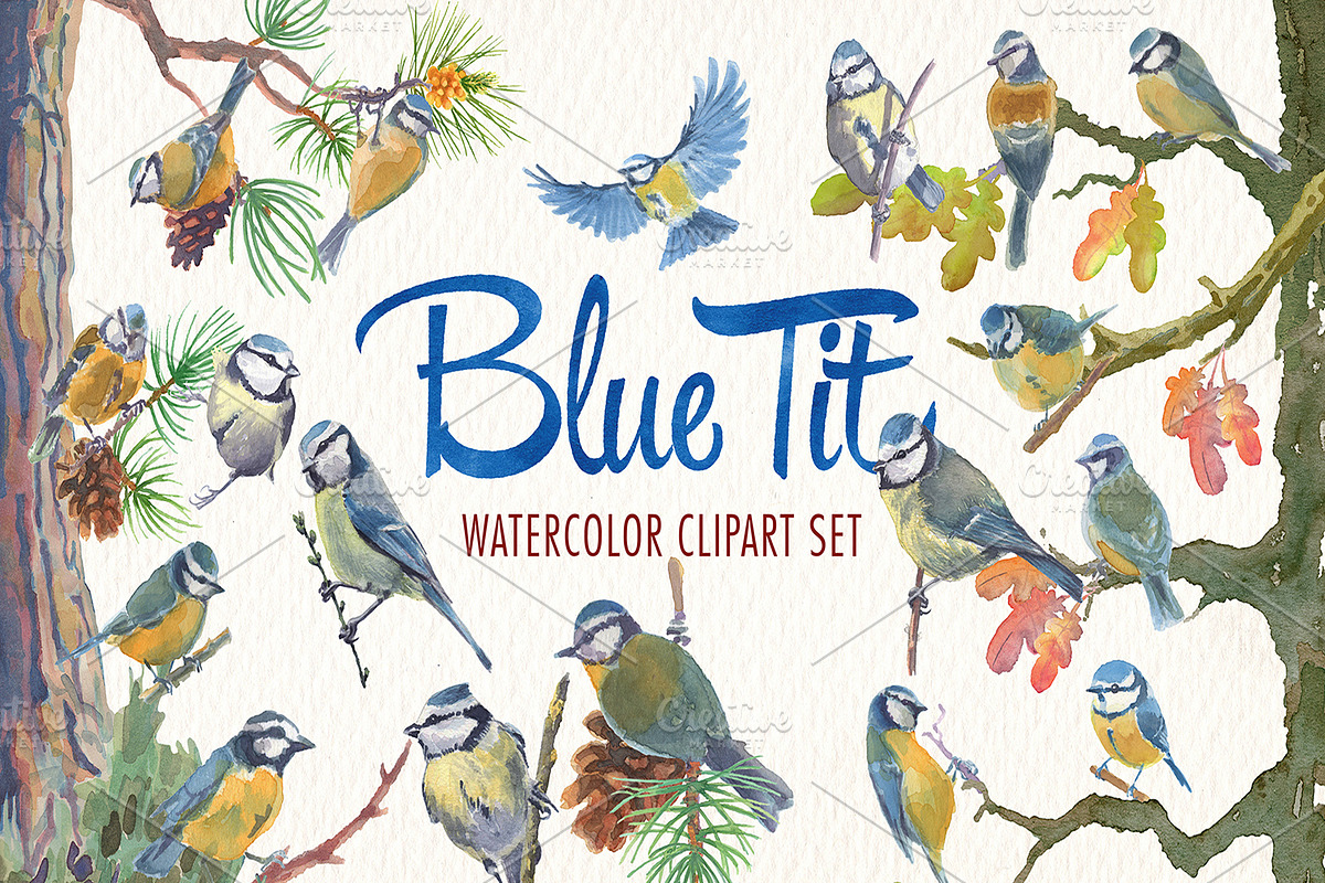 Watercolor blue tit bird clipart, an Illustration by Art & Things (Photo 1 of 8)
