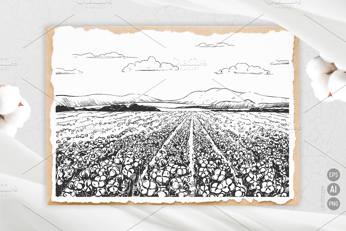 Soft Cotton. Vector engraving style., an Illustration by Tata Pilip (Photo 8 of 10)