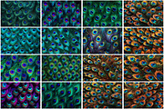 Peacock Feather Background, a Texture Graphic by Forhadx5 (Thumbnail 4 of 5)