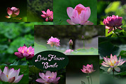 Pink Lotus Flowers Bundle, a Nature Photo by Corner Croft Mockups (Thumbnail 1 of 5)
