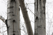 Alphabet Photography Letter N, an Industrial Photo by Artistic Letters (Thumbnail 4 of 7)