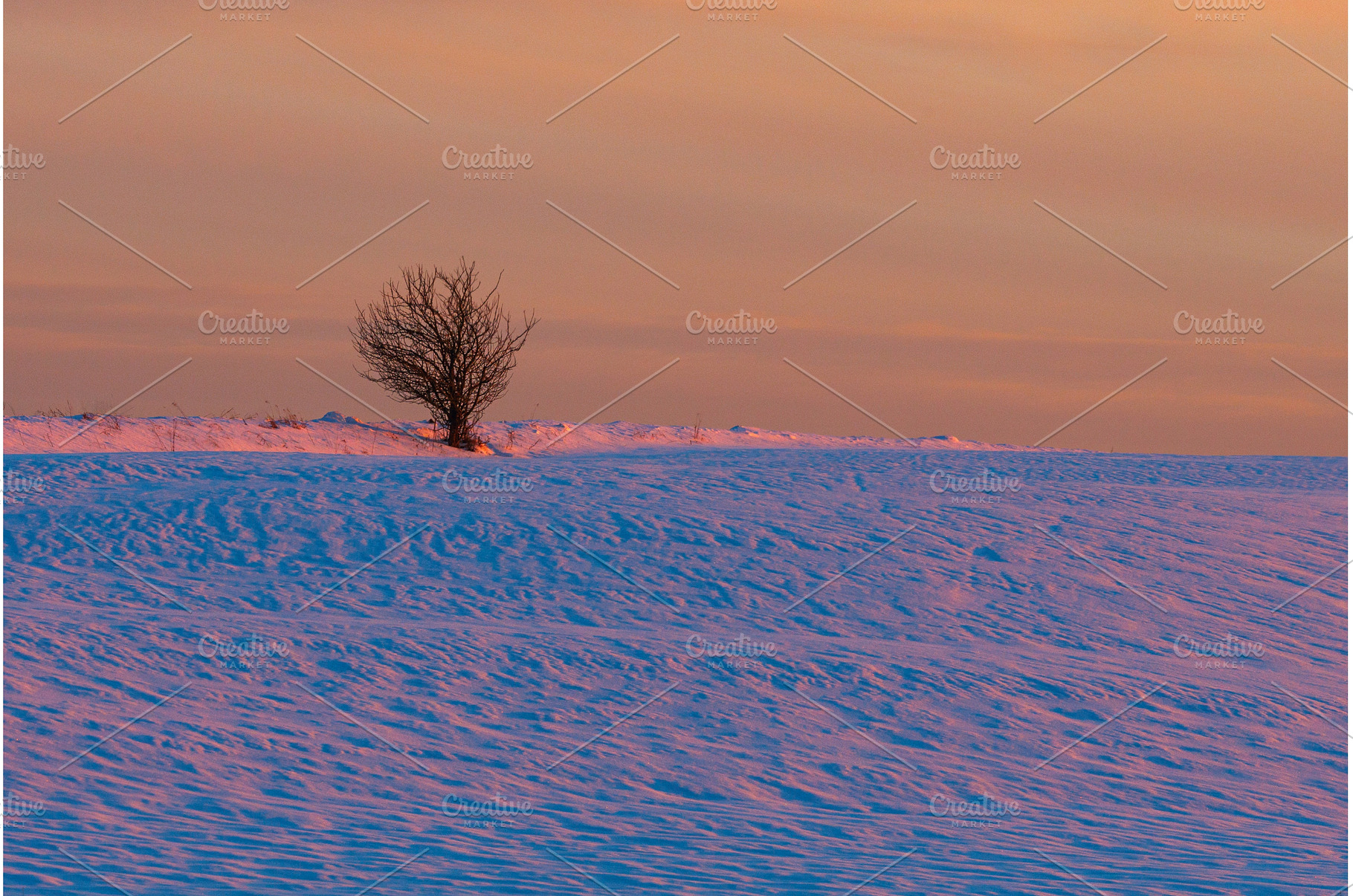 Silent winter solitude. Solitary, a Nature Photo by Lukas Jonaitis SHOP