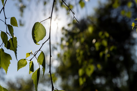 birch foliage in the spring season, a Photo by MyPhotos