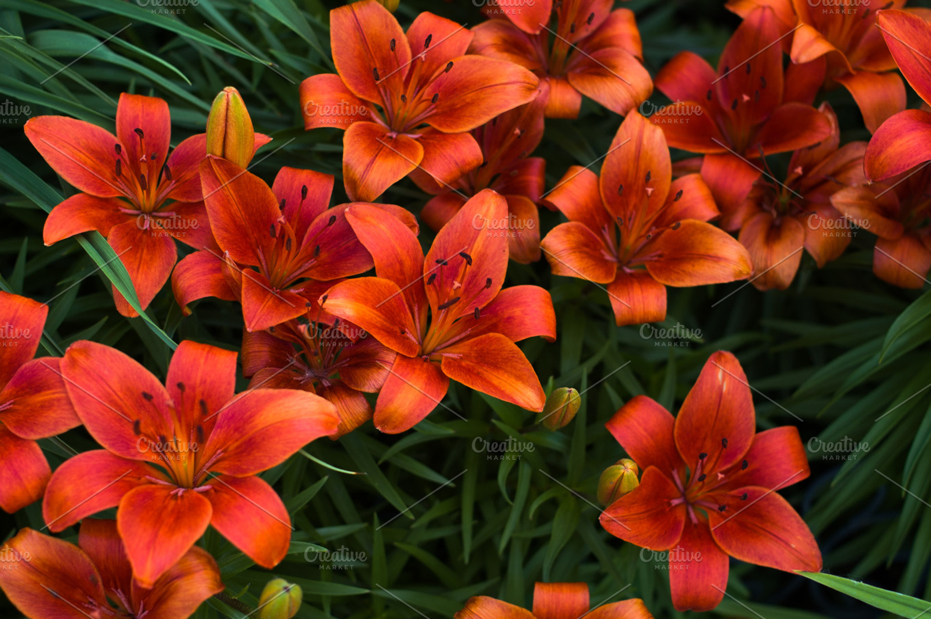 Bunch Of Lilies