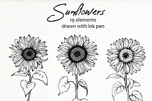 Sunflowers. Ink Line Art