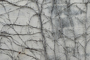 Dead Vine Texture on Cinder Block, a Photo by Texture Pics (Thumbnail 1 of 2)