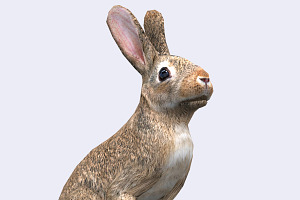 3DRT - Wild animals -Hare, an Animal 3D Model by 3DRT.com