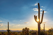 Saguaro cactus at sunset in desert containing sunset, saguaro, and cactus, a Nature Photo by Lucky Photographer (Thumbnail 1 of 2)