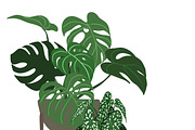 Indoor Plants, Vector Set, an Object Graphic by JSolomatina (Thumbnail 13 of 13)