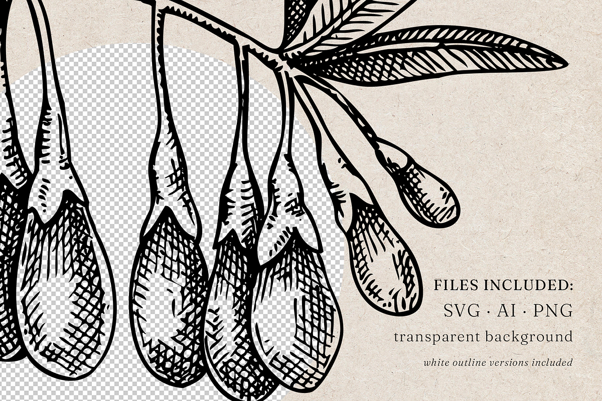 Adaptogenic Plants Vector Collection, a Healthcare Illustration by Yevheniia (Photo 8 of 9)