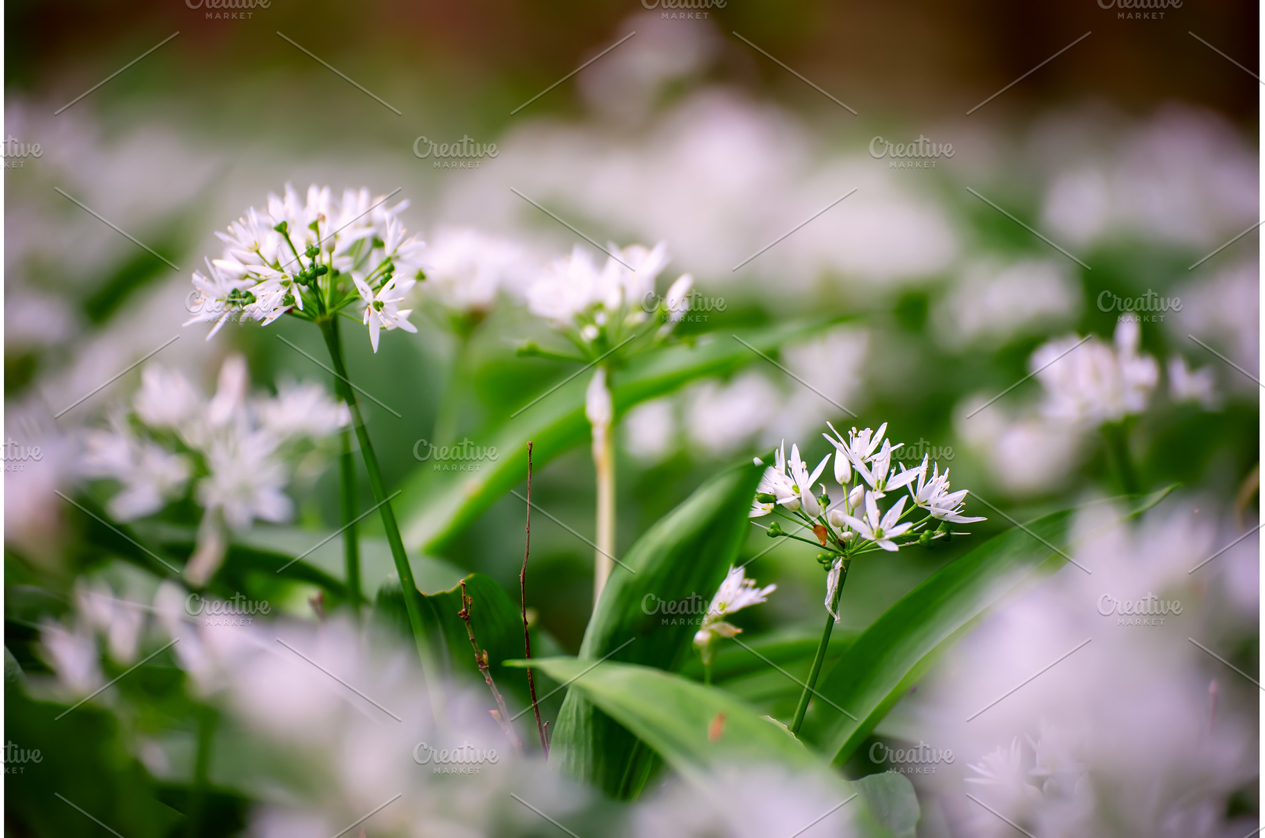 Wild garlic flowers growing in the, a Nature Photo by Nature and travel