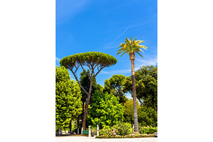 Tropical trees on piazzale napoleone i in rome containing palm, rome, and, an Architecture Photo by Leonid Andronov