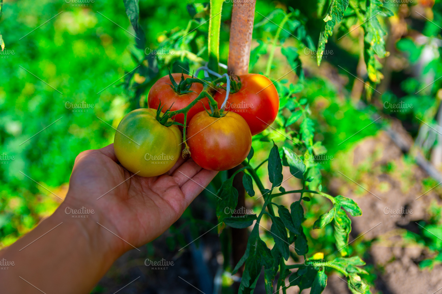 Hand Picking Ripe Tomatoes, a Food & Drink Photo by Ales Munt
