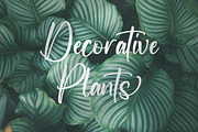 Newscript, a Script Font by Integritype Studio (Thumbnail 7 of 14)