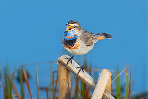 Gorgeous male bluethroat bird with a, an Animal Photo by Pakosta