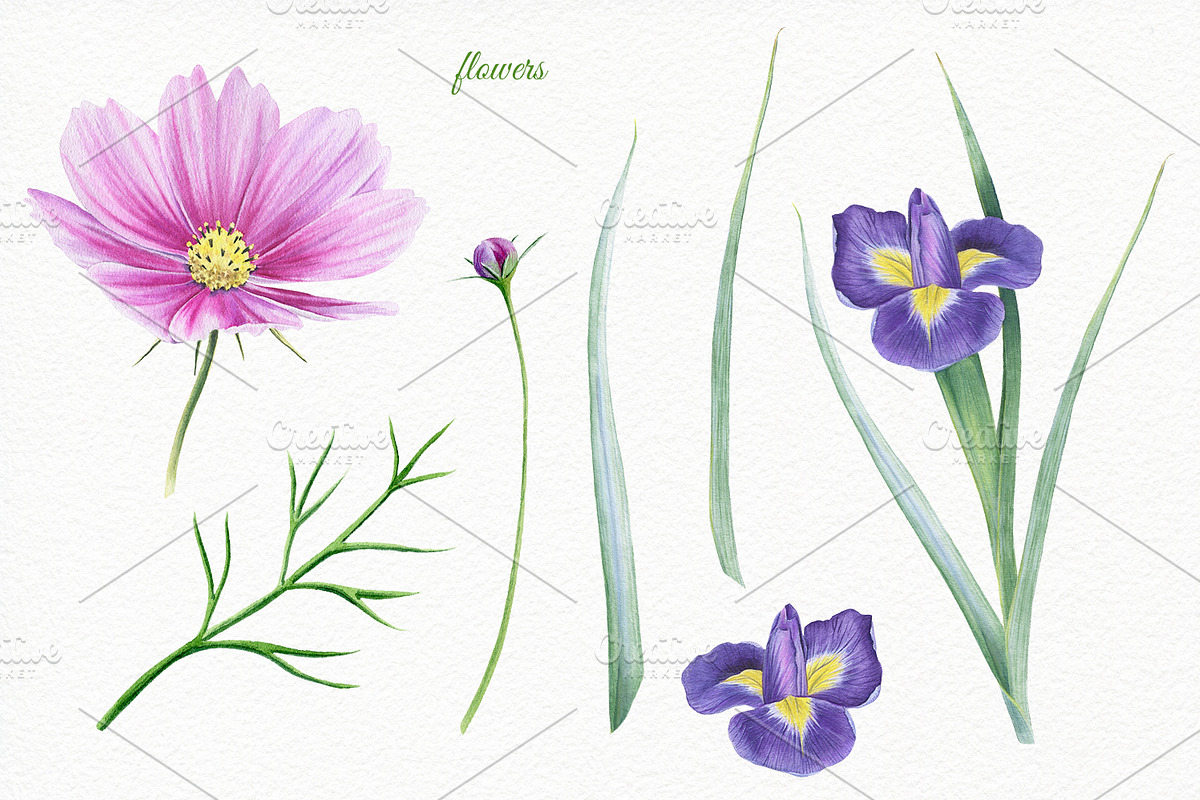 Florals watercolor set, an Illustration by Elegantia (Photo 4 of 11)