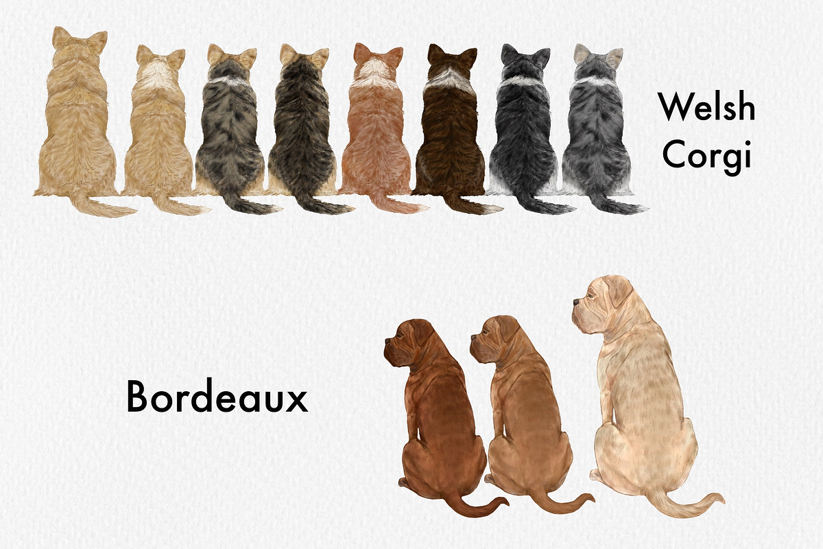 Watercolor dog breed clipart, an Animal Illustration by ColorfulPT (Photo 4 of 8)