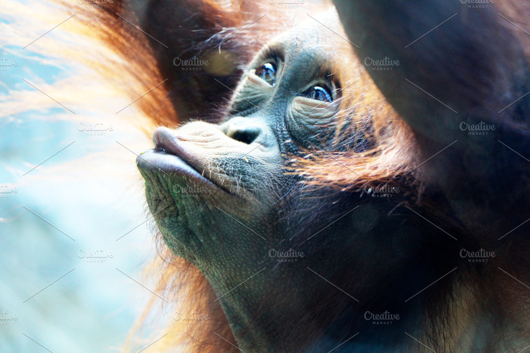 Young Orangutan