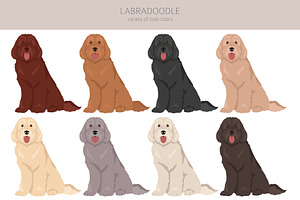 Labradoodle Clipart