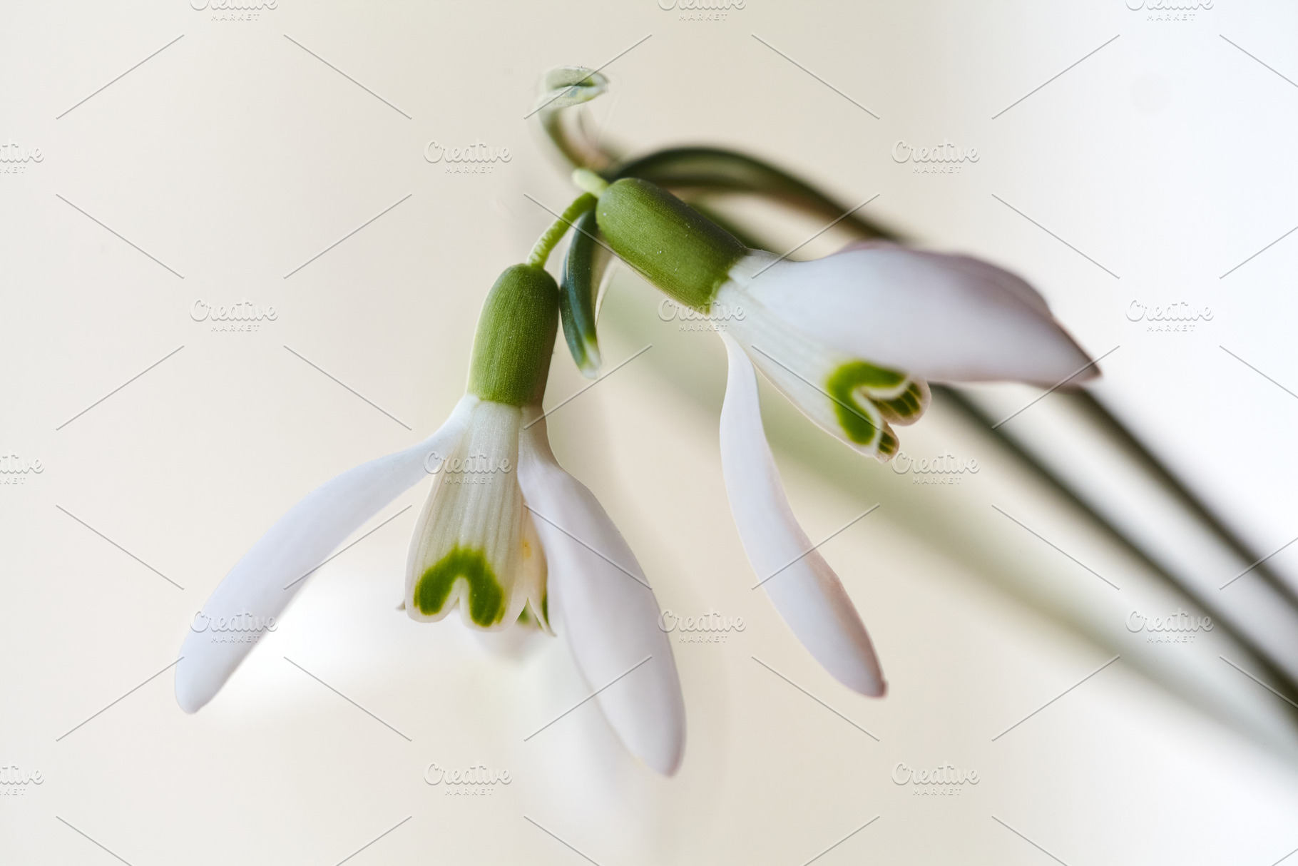 Macro of fresh white snowdrops on a soft white background., a Nature Photo by Rohan Photography