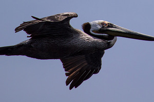 Pelican stock photo, a Nature Photo by joze perspective photos