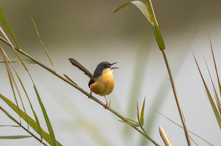 Ashy Prinia Perched on a Grass Stem, a Background Photo by Clinton Weaver