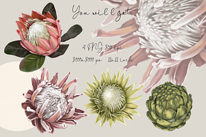 Watercolor Protea Clipart, Tropical