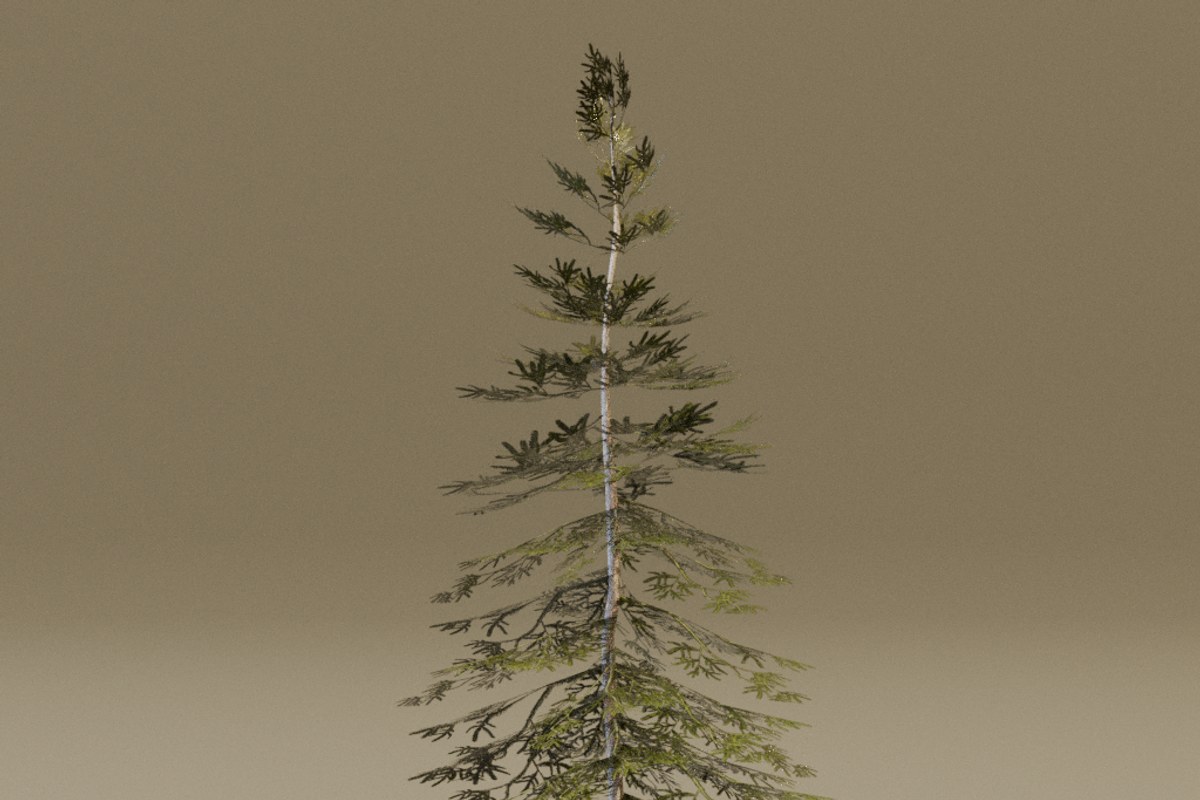The Norway Spruce Tree, a Plants & Tree 3D Model by FuturePastCreatives (Photo 3 of 7)