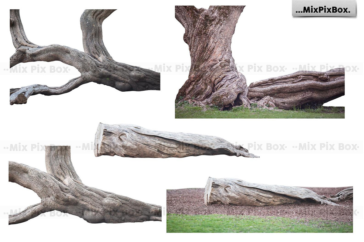 Old Tree Trunk Photo Overlays, an Object Graphic by MixPixBox (Photo 3 of 3)