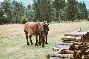 Close-up of wild horses