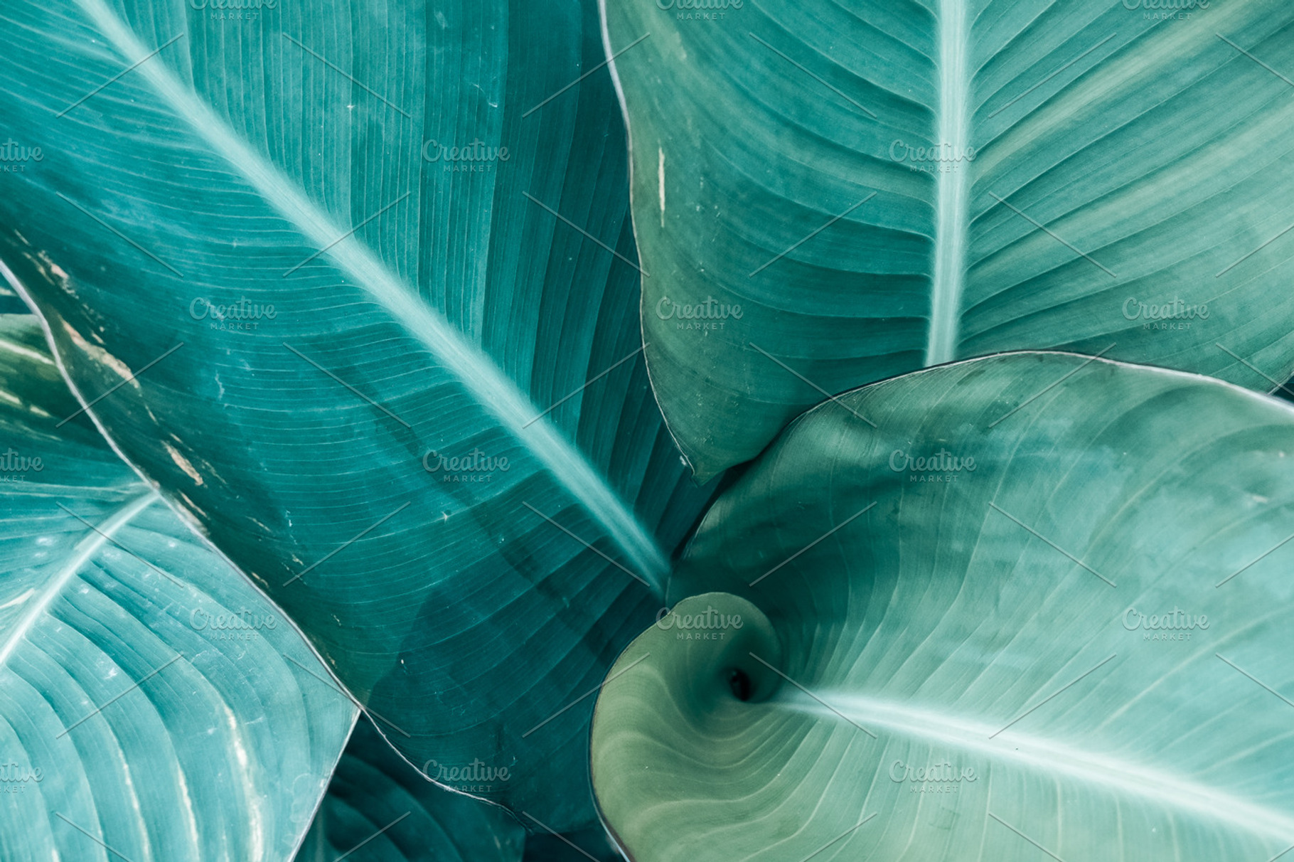 Abstract background of green leaves, an Abstract Photo by Valeryia P.
