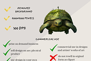 REALISTIC TURTLES CLIPART, an Animal Illustration by Daring Digies (Thumbnail 4 of 7)
