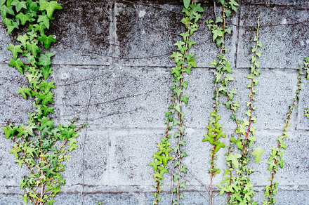 Grey brick wall with plants around, an Abstract Photo by José Manuel Gelpi