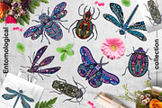 Entomological collection insect, a Decorative Illustration by Moonflora (Thumbnail 4 of 13)