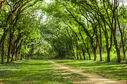 Fairytale forest landscape containing outdoor, acacia, and arch, a Nature Photo by oksix