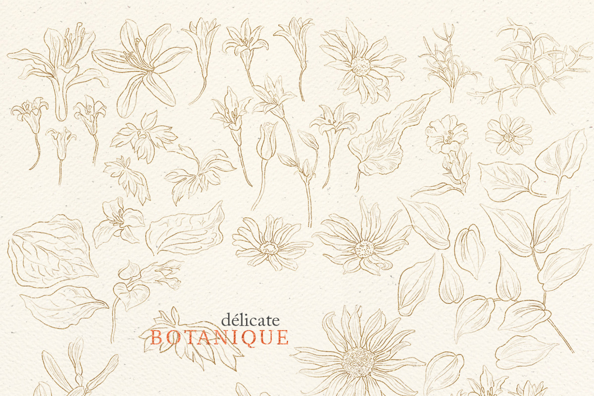 Pencil flowers | delicate drawings, an Illustration by GrafikBoutique (Photo 6 of 9)