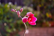Orchid Flower Stock Bundle, a Nature Photo by r.r.palacios (Thumbnail 2 of 11)