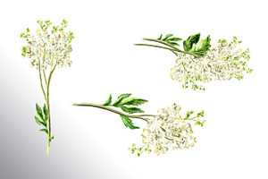 Meadowsweet