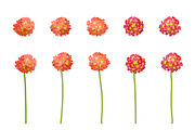 Vector object brushes. Primula., a Brush Add-On by Peolla (Thumbnail 11 of 17)