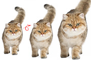 Cat and Pet Oil Painting, an Action Add-On by MRI STUDIO (Thumbnail 11 of 17)