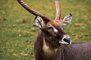 Vertical Portrait of a Waterbuck Ant, an Animal Photo by Perpis