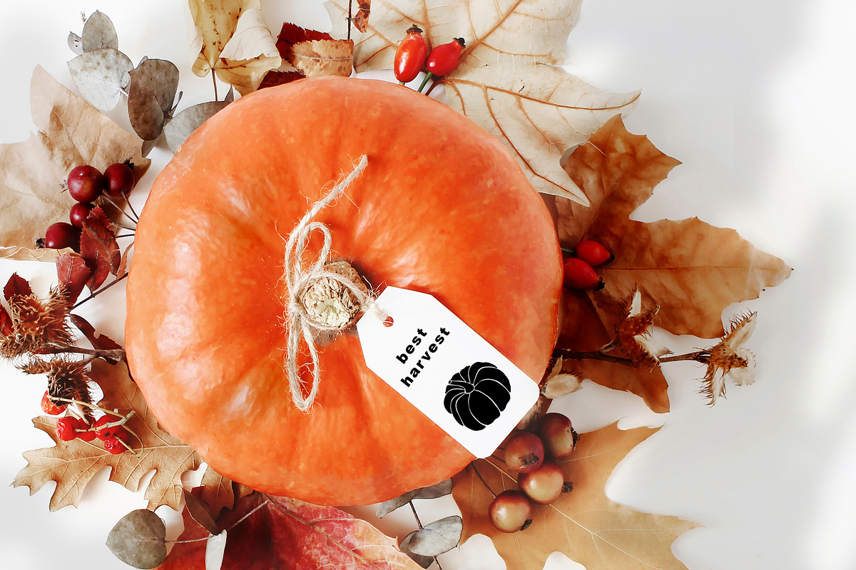 Pumpkins. Graphic collection, an Object Graphic by Vera●Suleimanova (Photo 8 of 14)