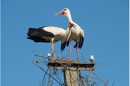Two white storks in the nest against, an Animal Photo by COLORFUL