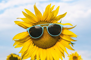 Sunflower wearing sunglasses in a fi