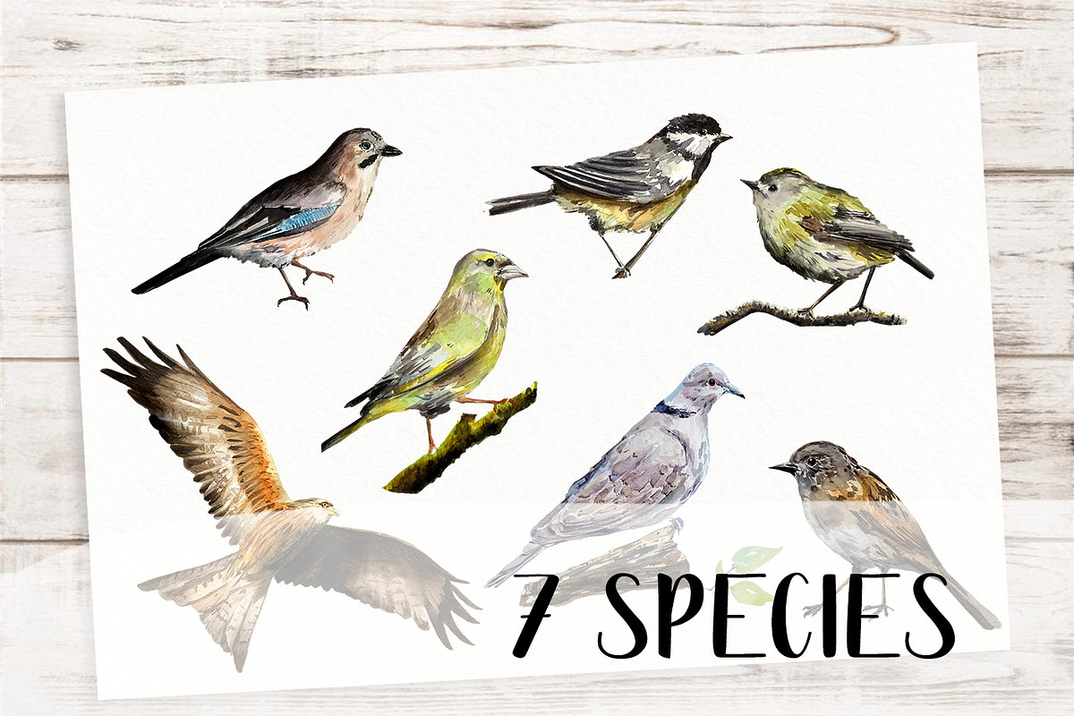 Watercolor Birds Clip Arts and Cards, an Education Illustration by Tati Bordiu (Photo 2 of 5)