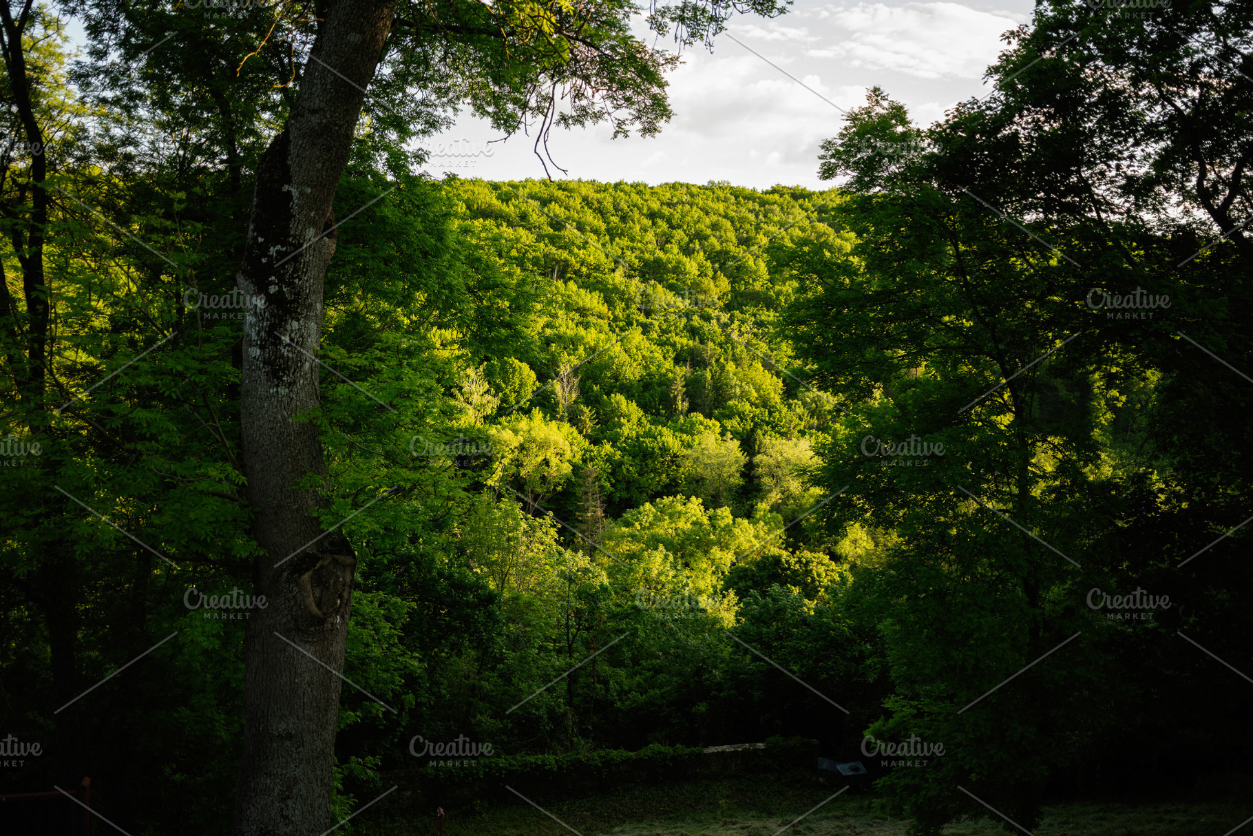 Green forest landscape with sunlight filtering through dense tree canopy, a Person Photo by AS photostudio