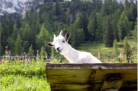 Goat rests on a wooden platform